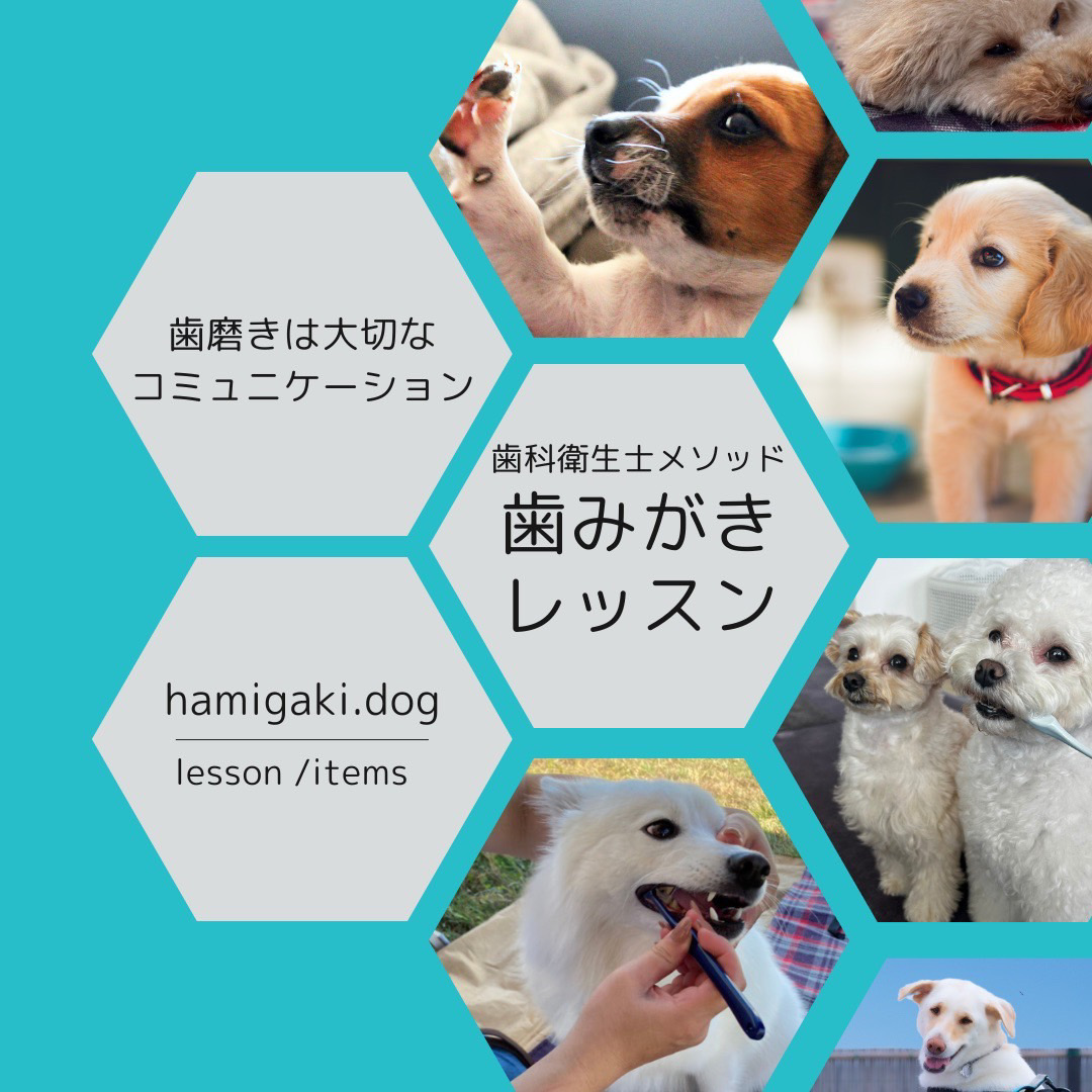 愛犬の歯みがきレッスンイベント