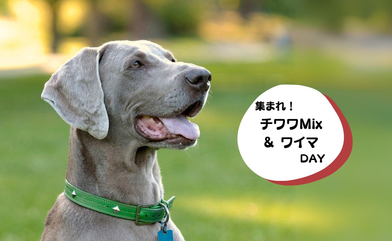 犬種別イベント　チワワミックス　ワイマ