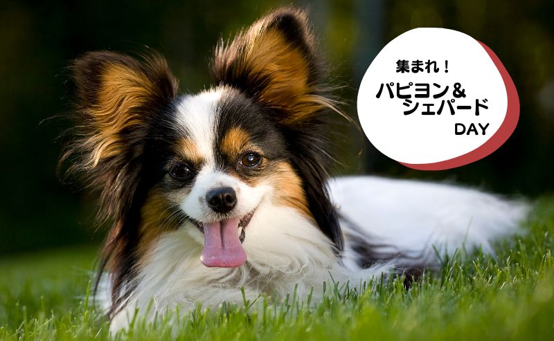 犬種別イベント　パピヨン　シェパード
