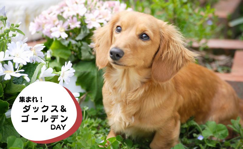 犬種別イベント　ダックス　ゴールデン