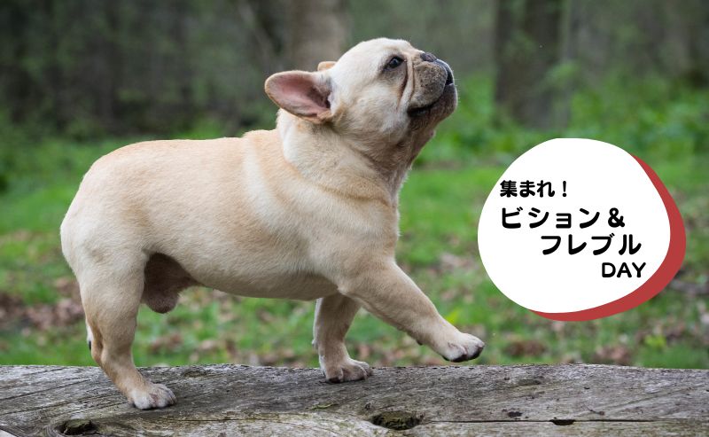 犬種別イベント　ビション　フレブル