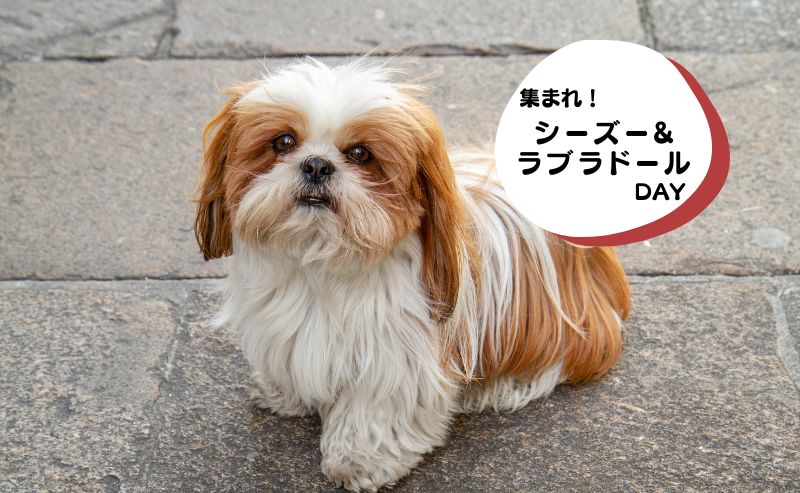 犬種別イベント　シーズー　ラブラドール