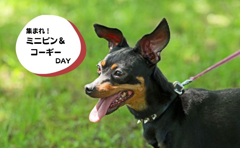犬種別イベント　ミニピン　コーギー