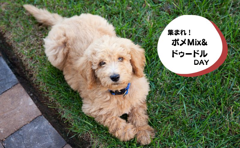 犬種別イベント　ポメMix　ドゥードル