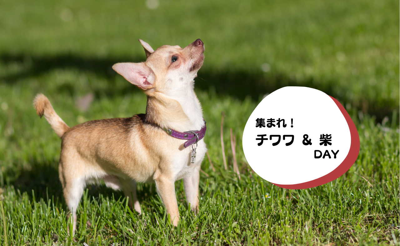 犬種別イベント　チワワ 　柴 