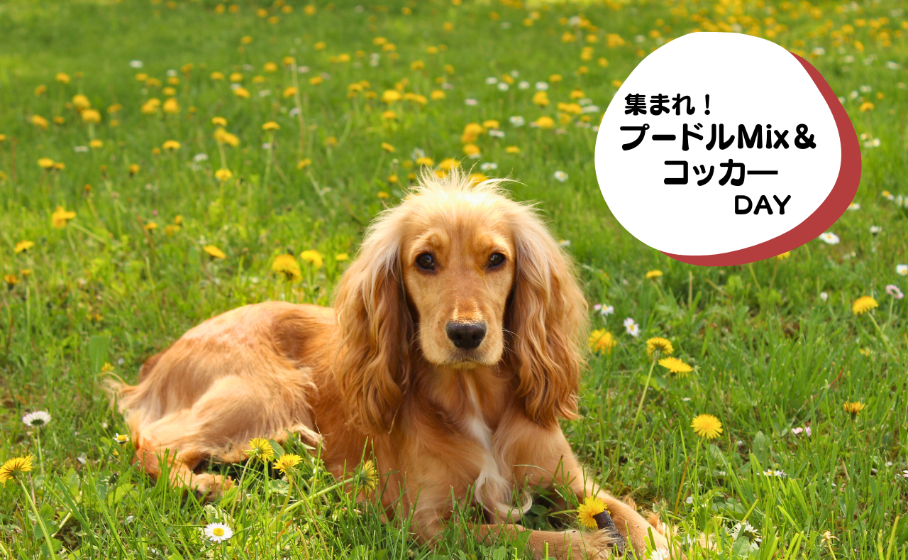 犬種別イベント　ジャック　フレブル