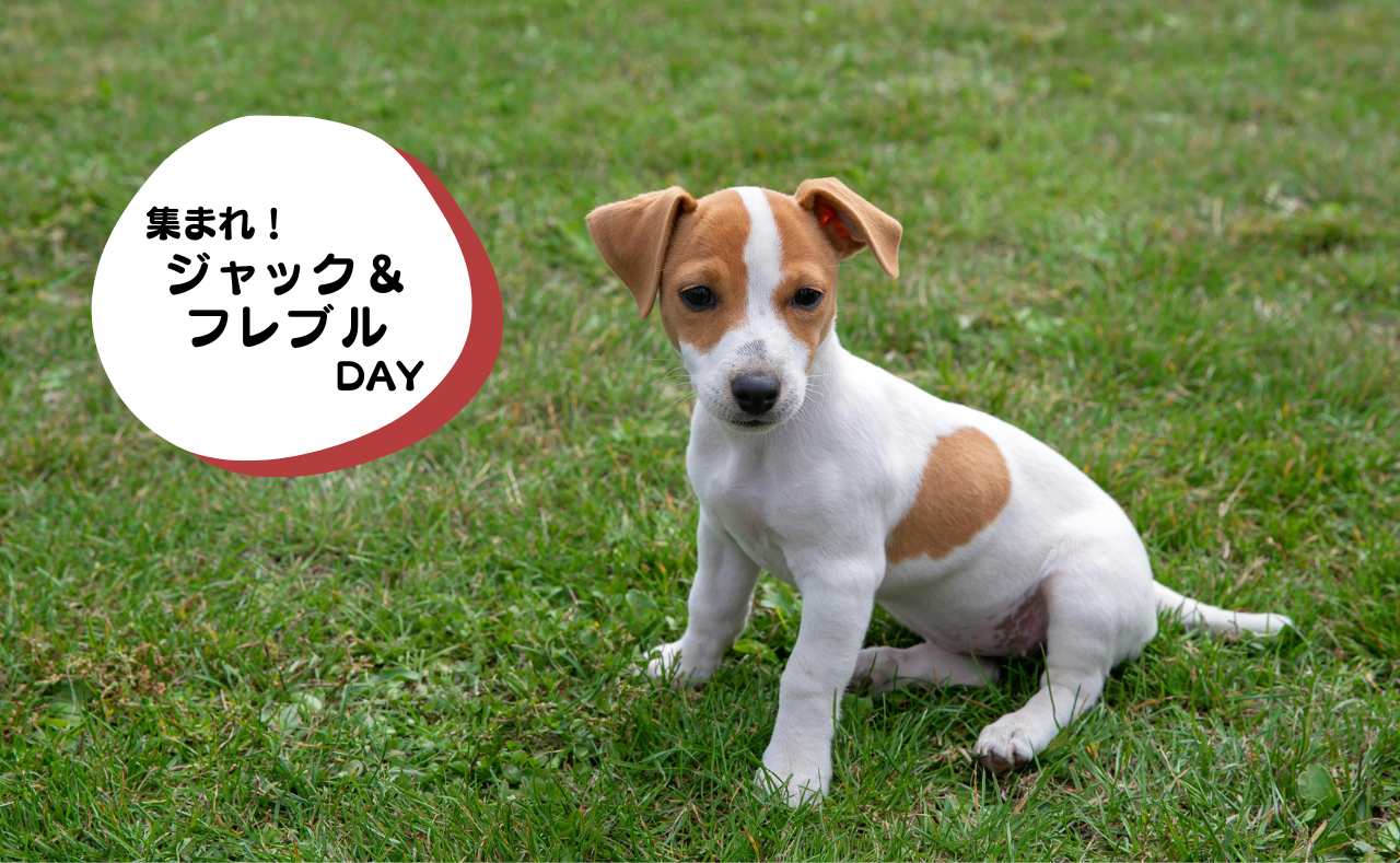 犬種別イベント　ジャック　フレブル