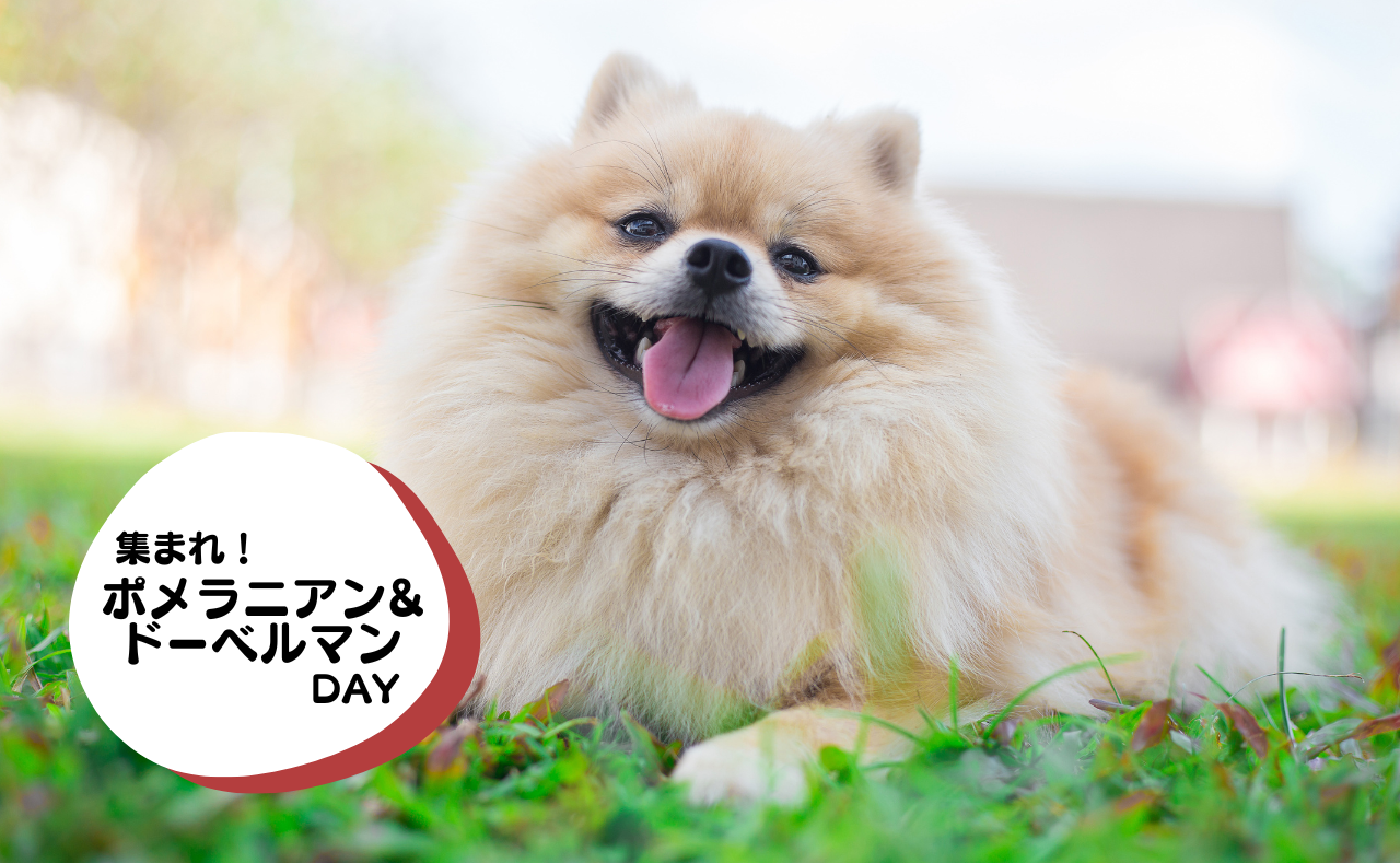 犬種別イベント　ジャック　フレブル