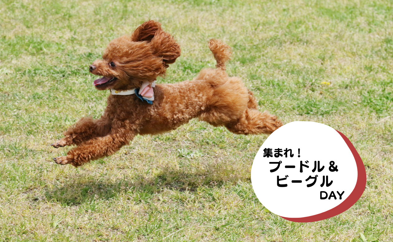 犬種別イベント　ジャック　フレブル