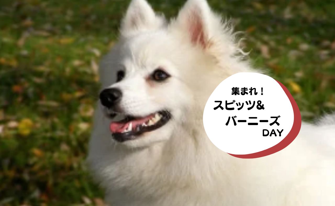 犬種別イベント　スピッツ&バーニーズ