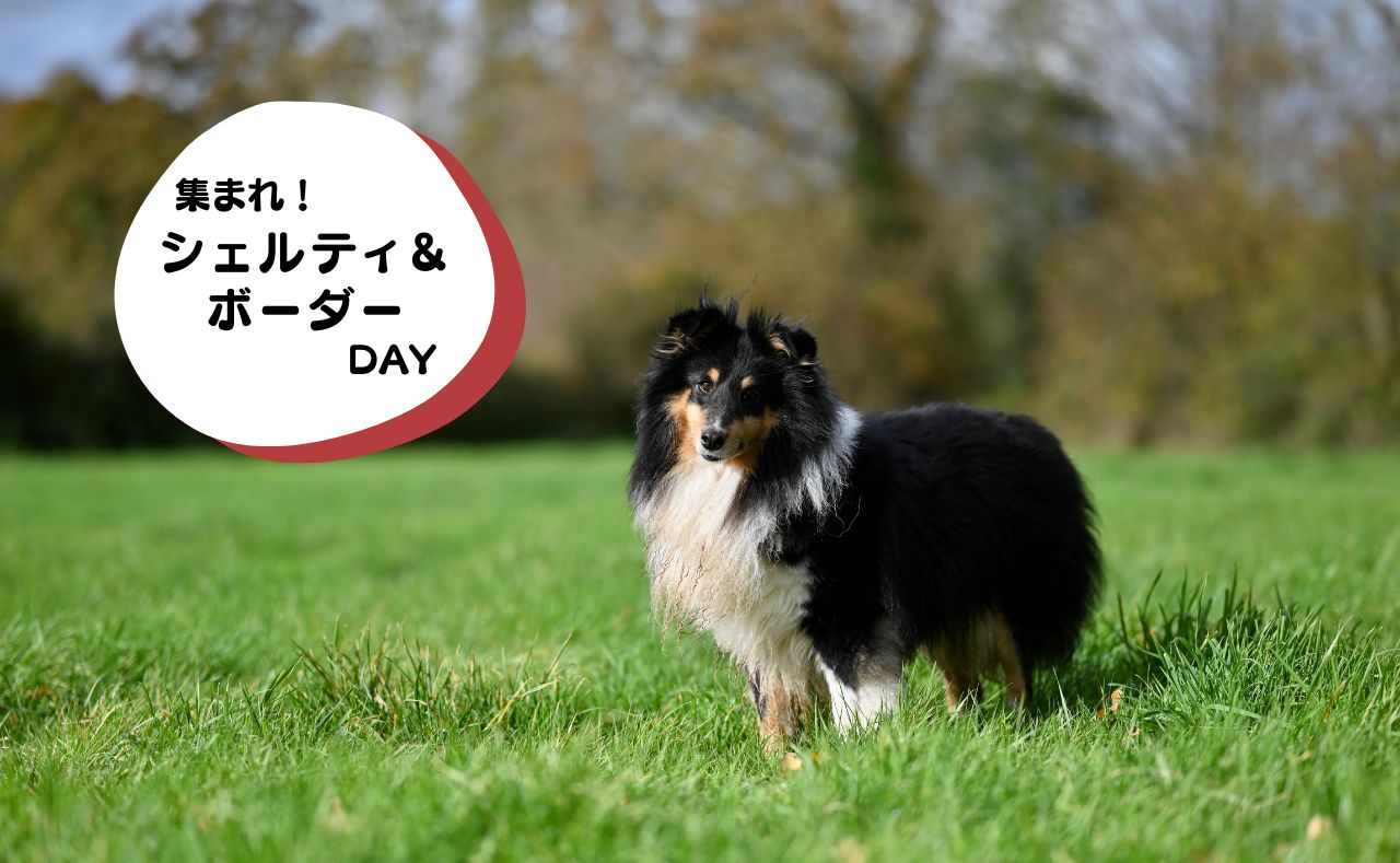 犬種別イベント　シェルティ&ボーダー