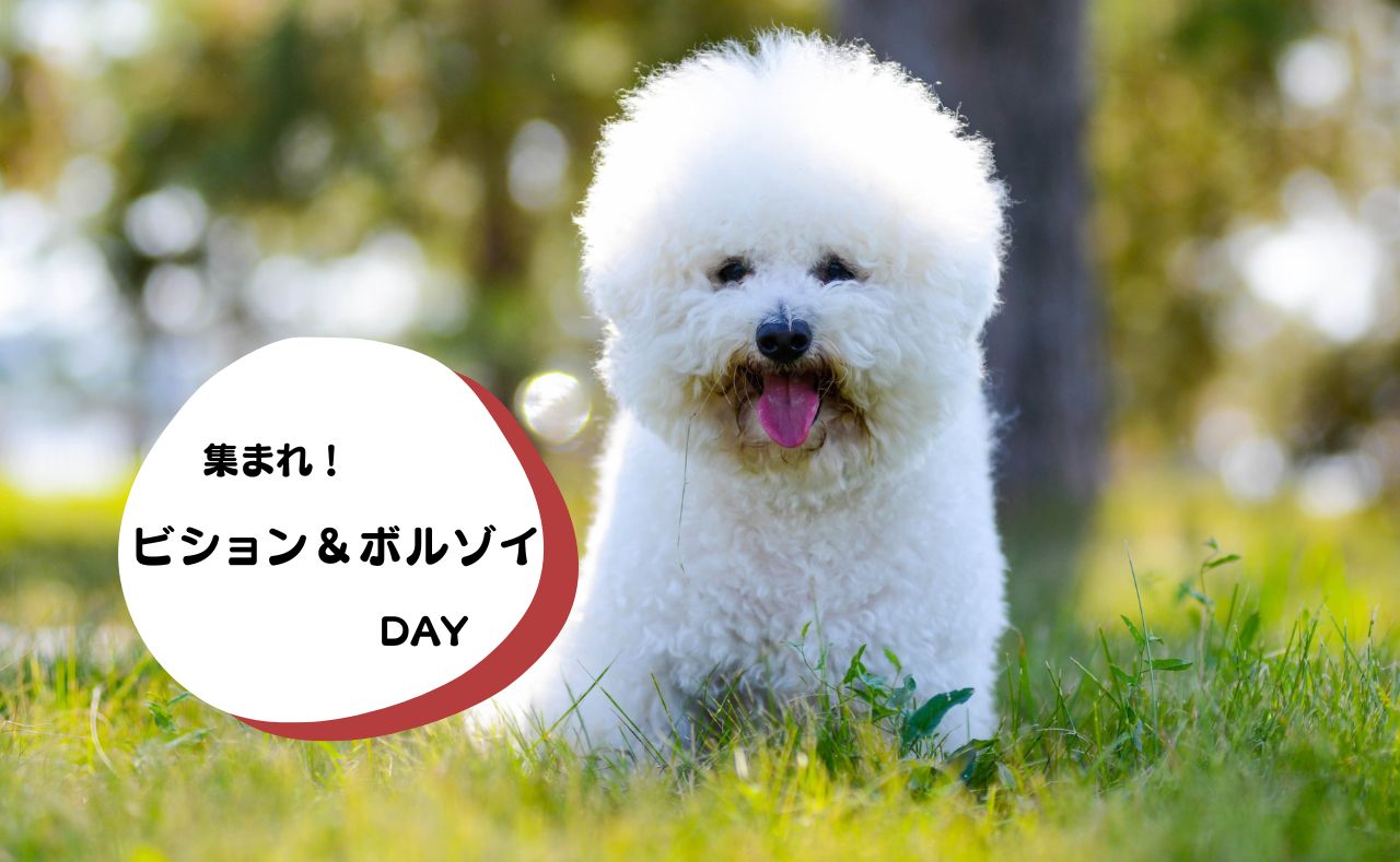 犬種別イベント　ビション＆ボルゾイ