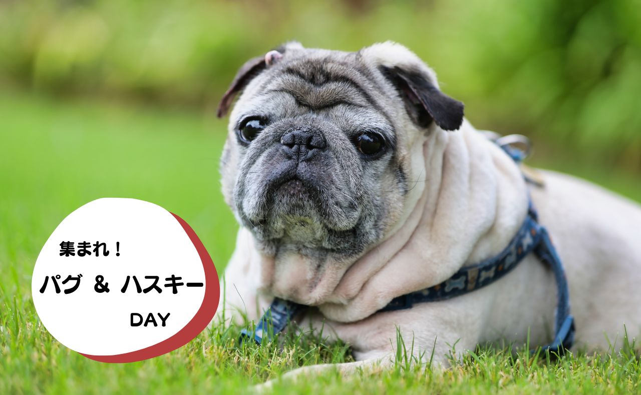犬種別イベント　パグ＆ハスキー