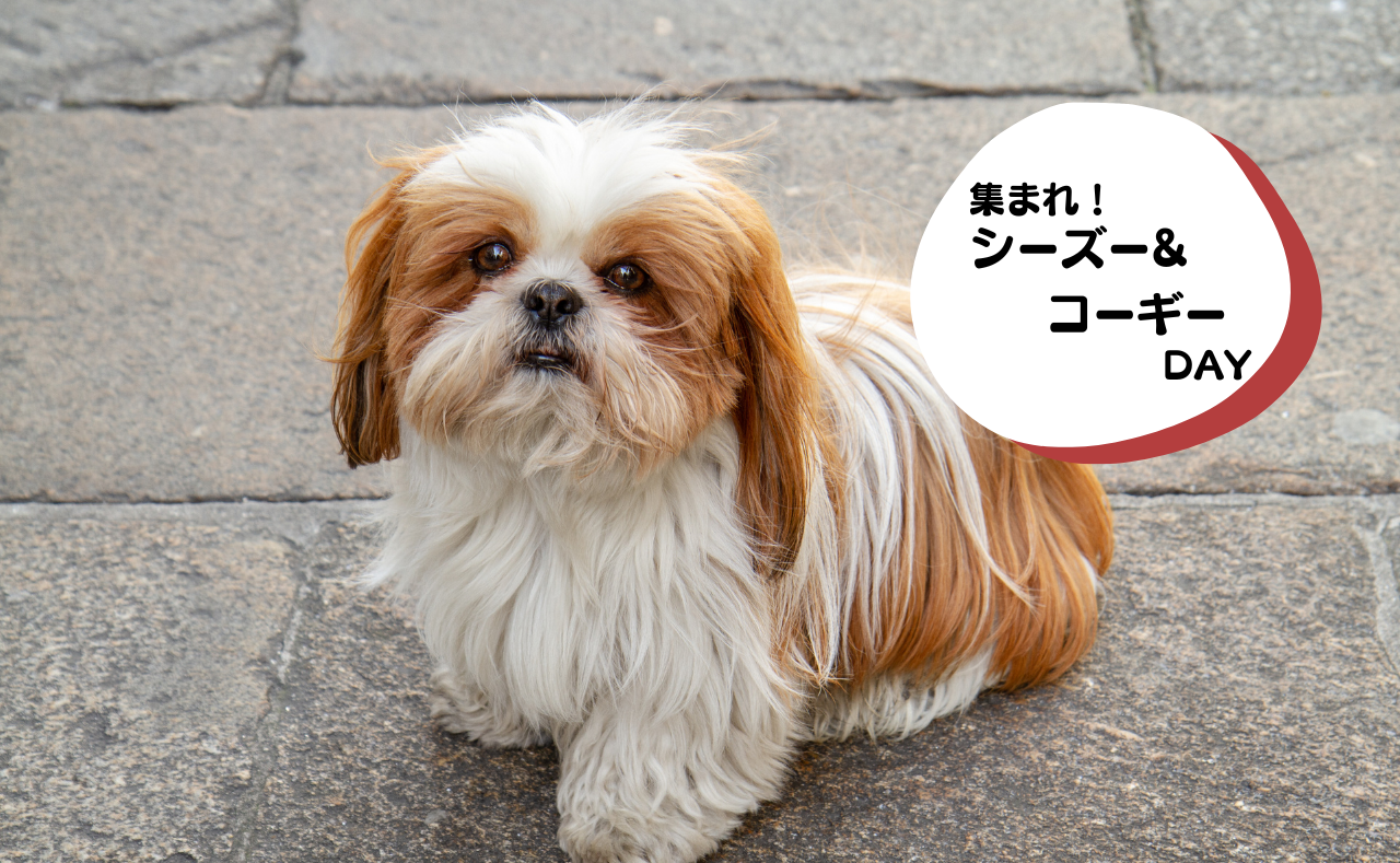 犬種別イベント　シーズー&コーギー