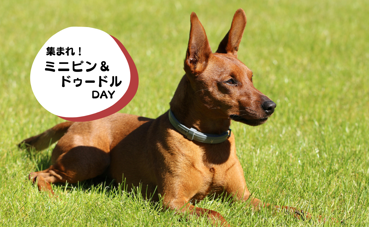 犬種別イベント　ミニピン＆ドゥードル