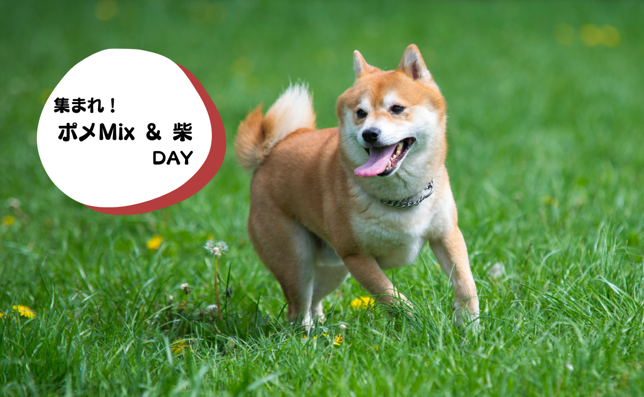犬種別イベント　ポメMix&柴