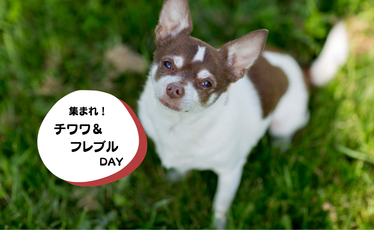 犬種別イベント　チワワ＆フレブル