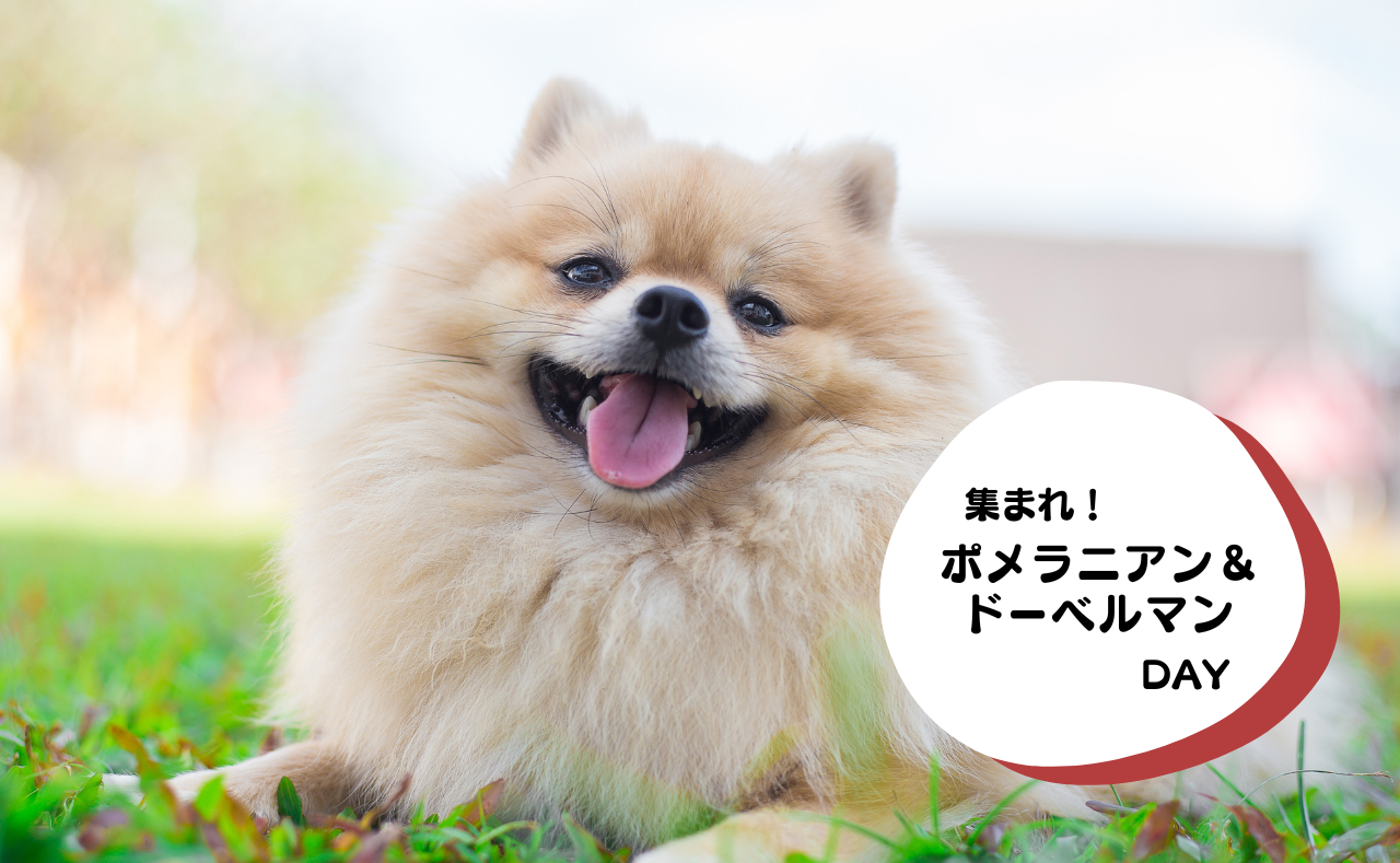 犬種別イベント　ポメラニアン＆ドーベルマン