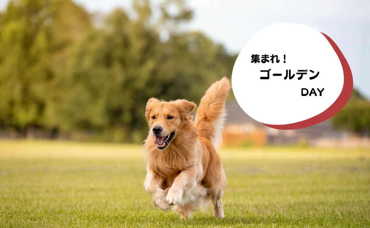 犬種別イベント　ゴールデン