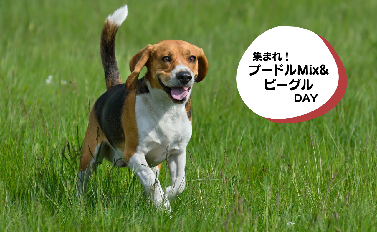 犬種別イベント　プードルMix&ビーグル