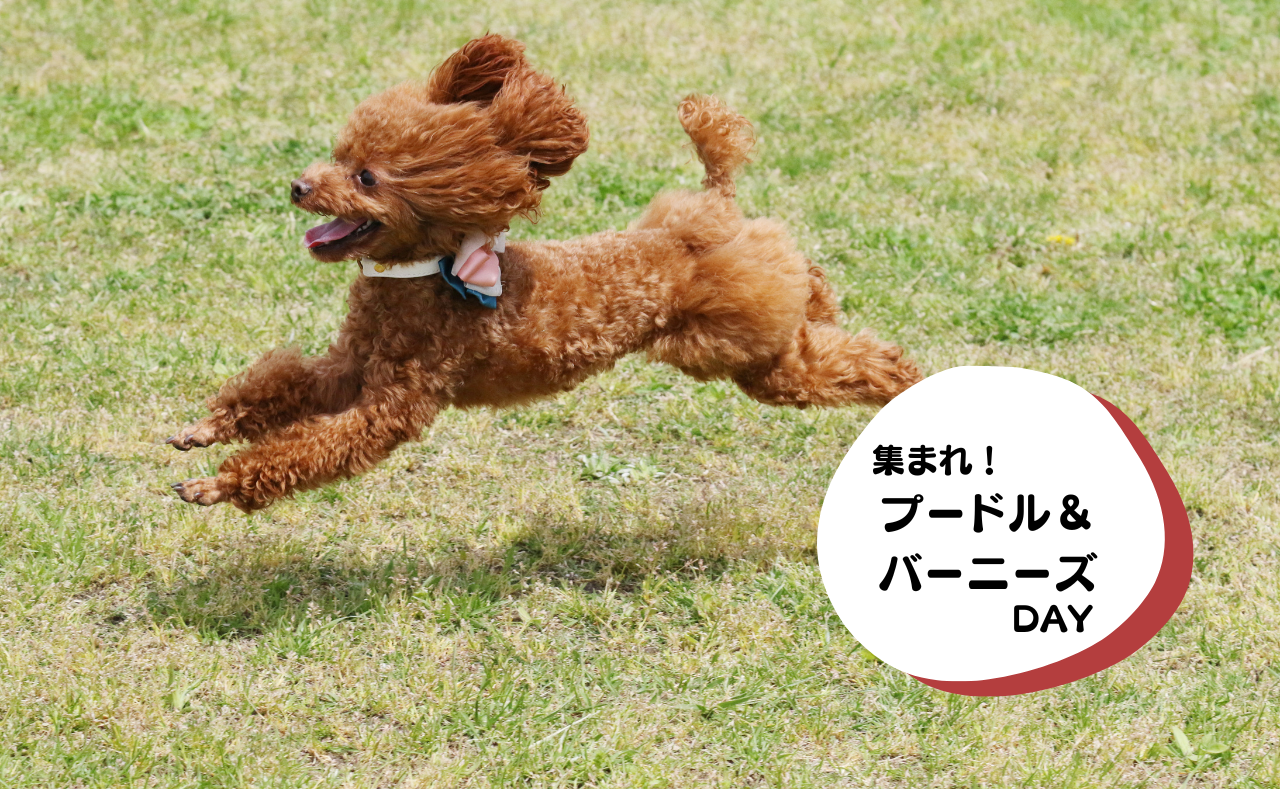 犬種別イベント　プードル＆バーニーズ