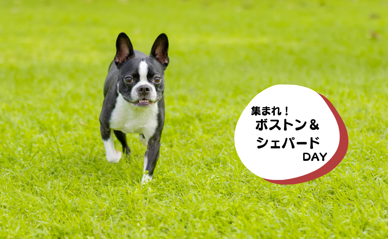 犬種別イベント　ボストン＆シェパード