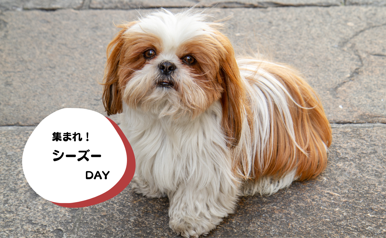 ルーシーリゾートイベント画像