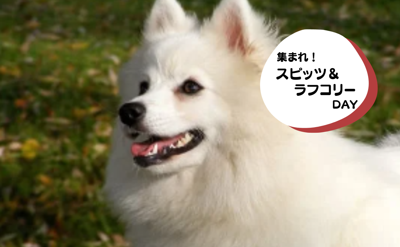 ルーシーリゾートイベント画像