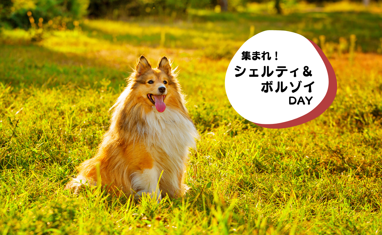 ルーシーリゾートイベント画像