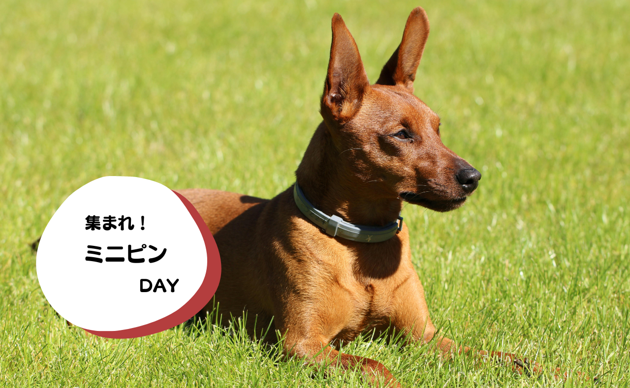 ルーシーリゾートイベント画像