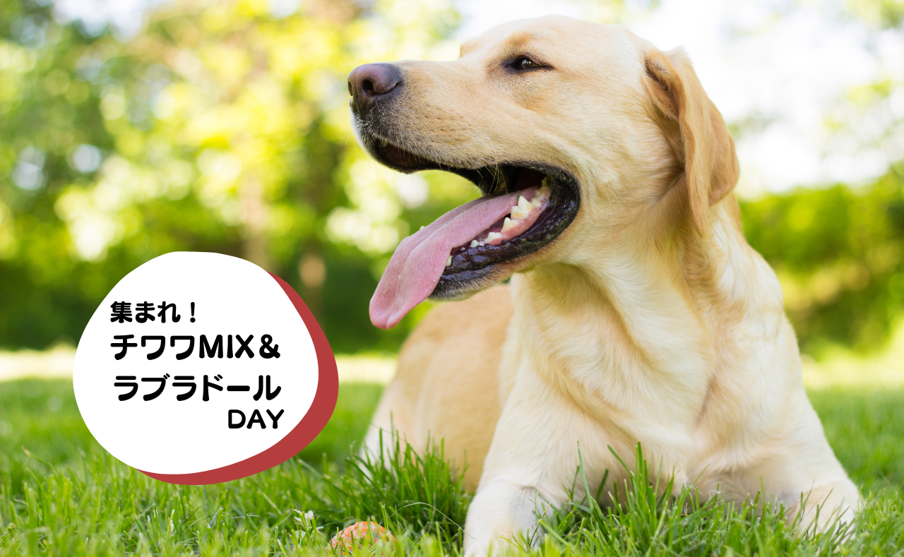 ルーシーリゾートイベント画像