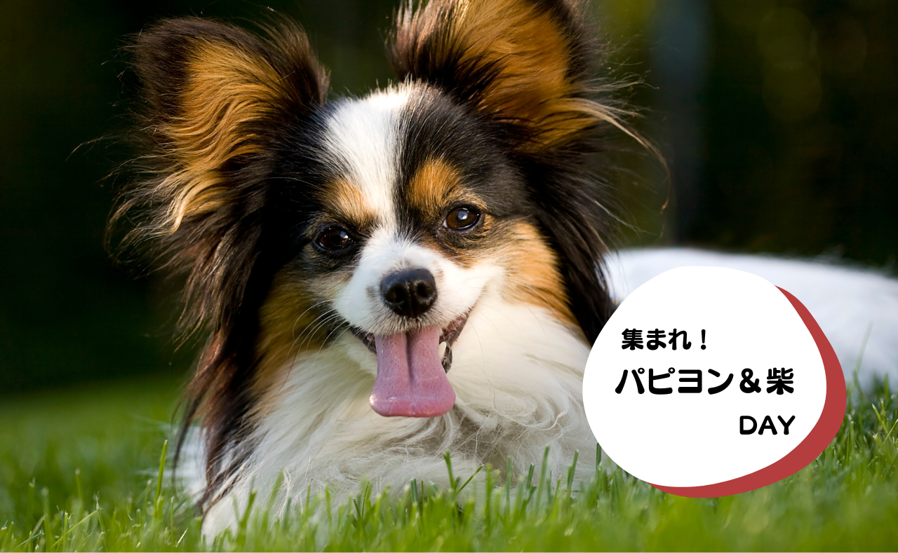 ルーシーリゾートイベント画像