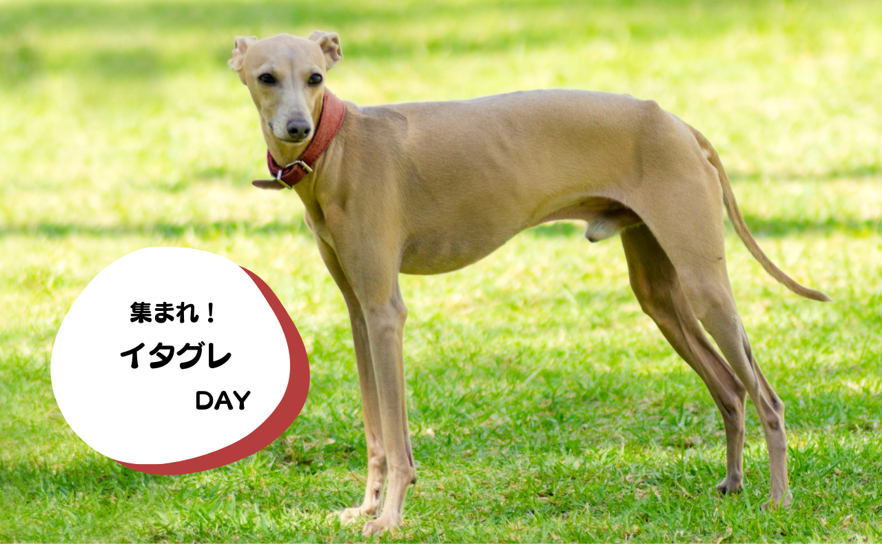 ルーシーリゾートイベント画像