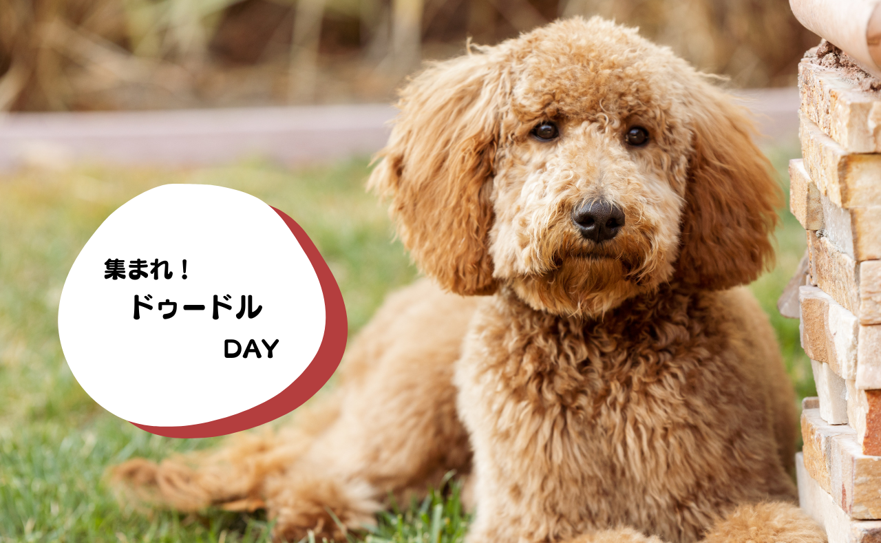 ルーシーリゾートイベント画像