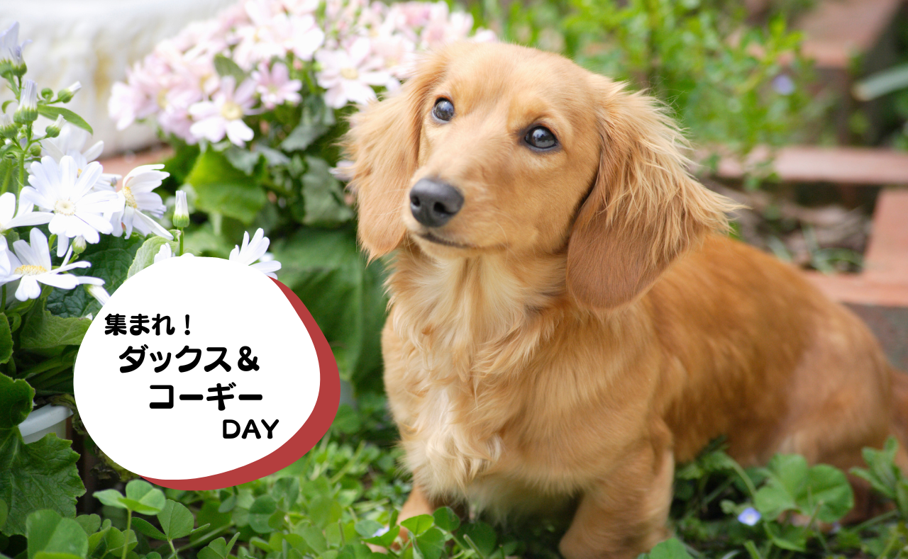 ルーシーリゾートイベント画像