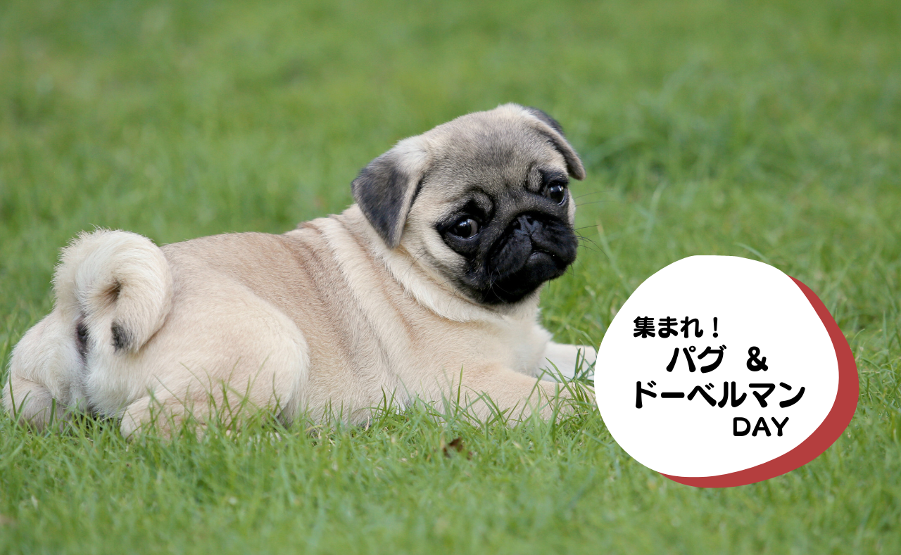 犬種別イベント　パグ&ドーベルマン