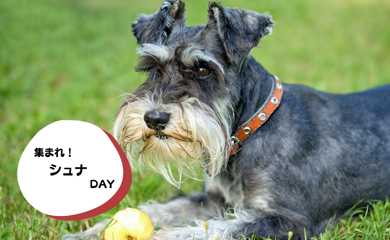 犬種別イベント　シュナ