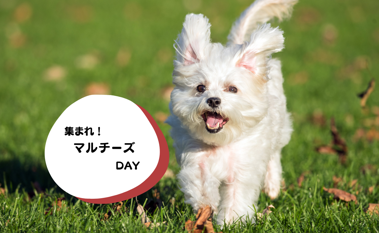犬種別イベント　マルチーズ