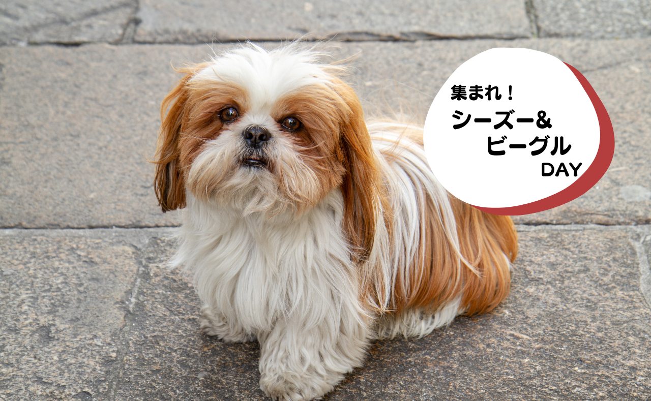 ルーシーリゾートイベント画像