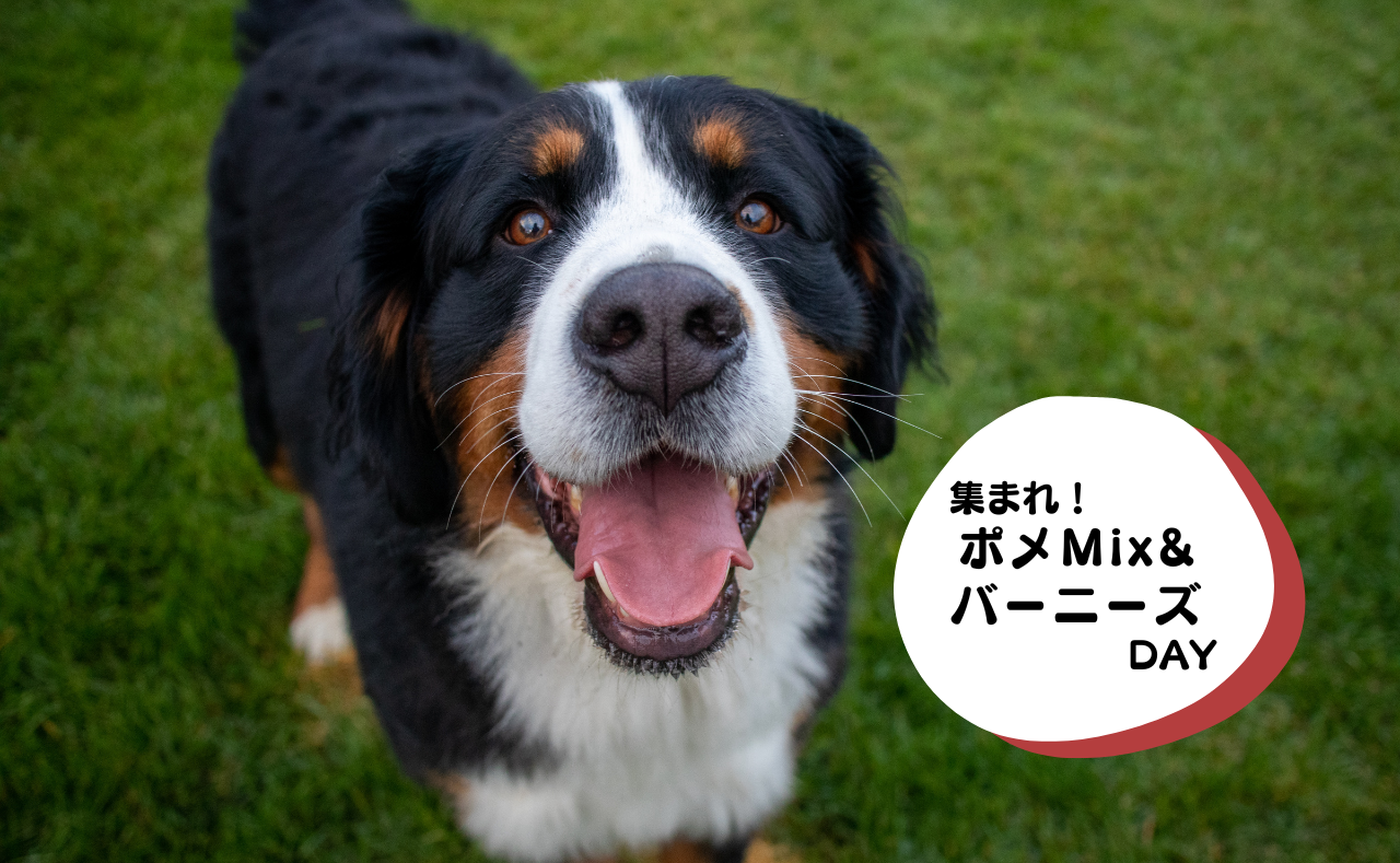 ルーシーリゾートイベント画像