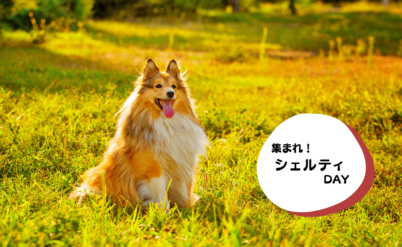 ルーシーリゾートイベント画像