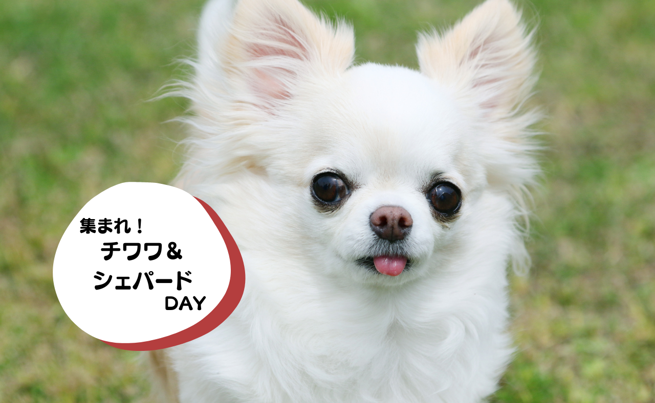 ルーシーリゾートイベント画像