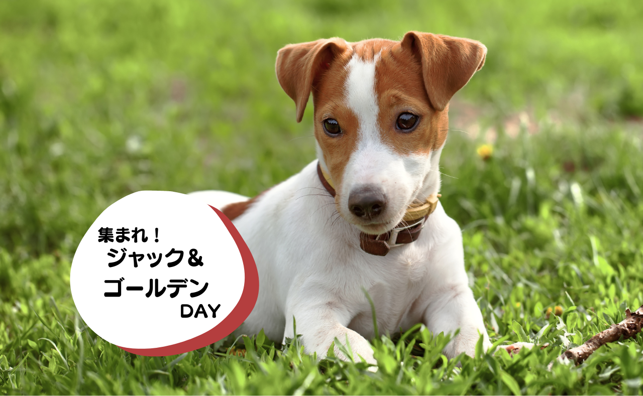 ルーシーリゾートイベント画像