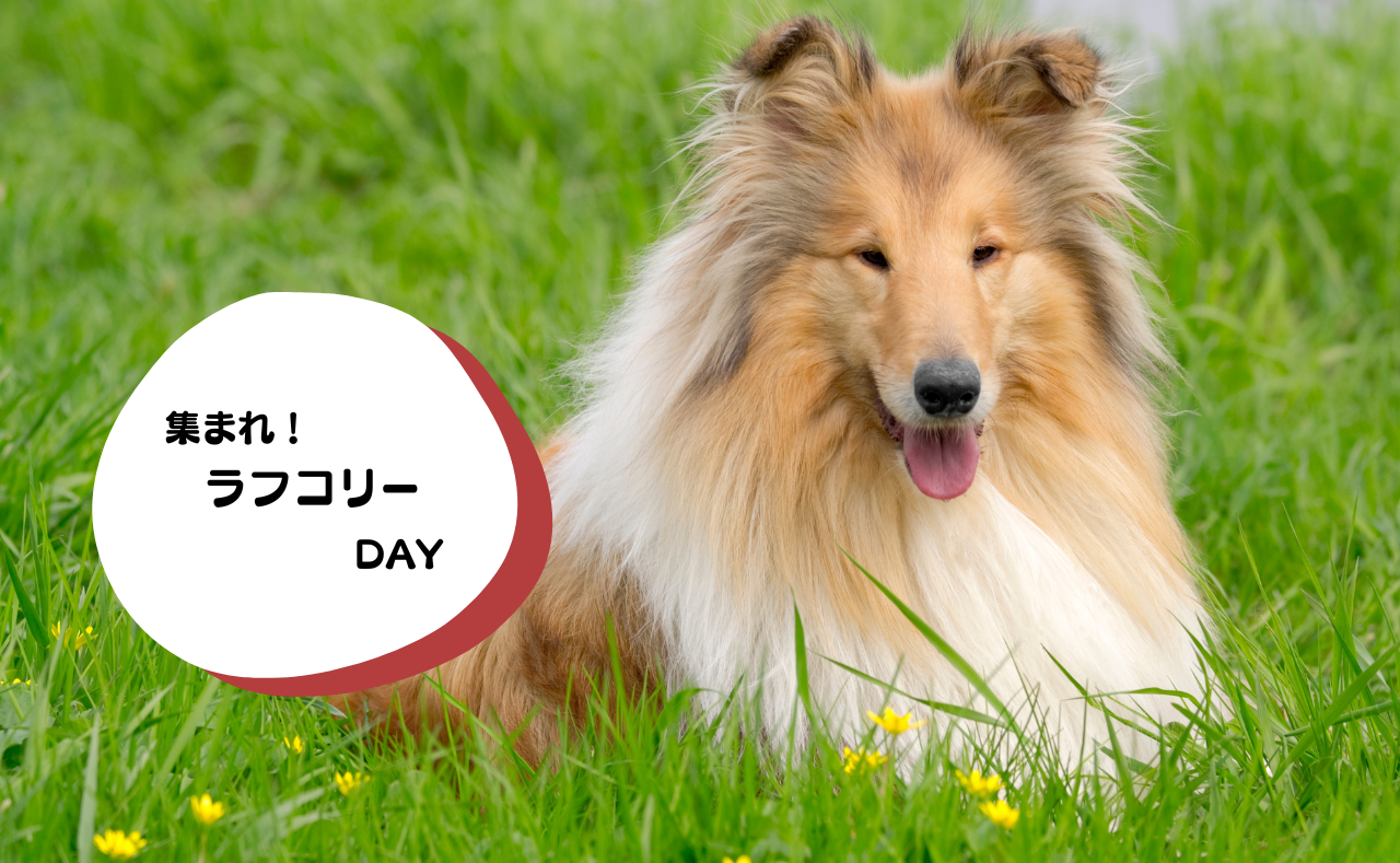 ルーシーリゾートイベント画像