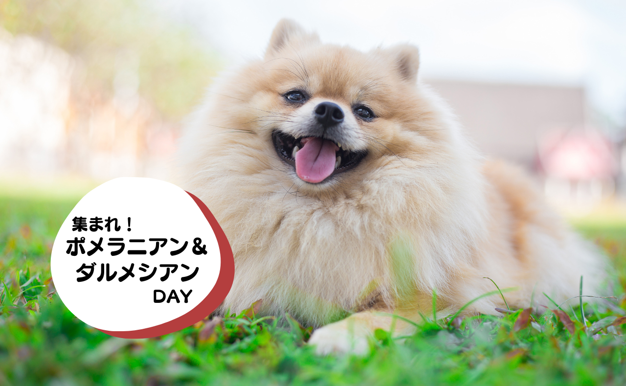 ルーシーリゾートイベント画像