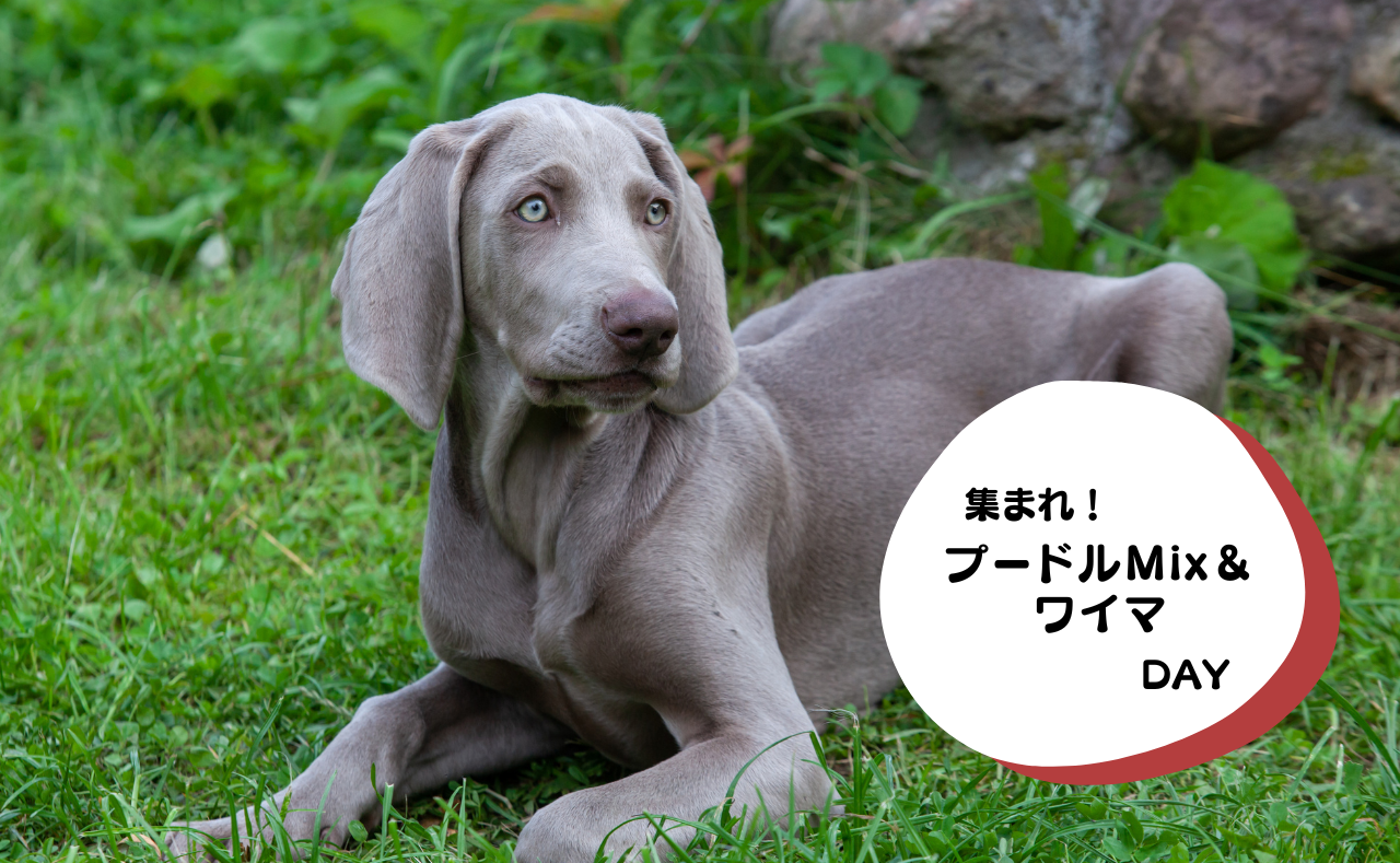 ルーシーリゾートイベント画像