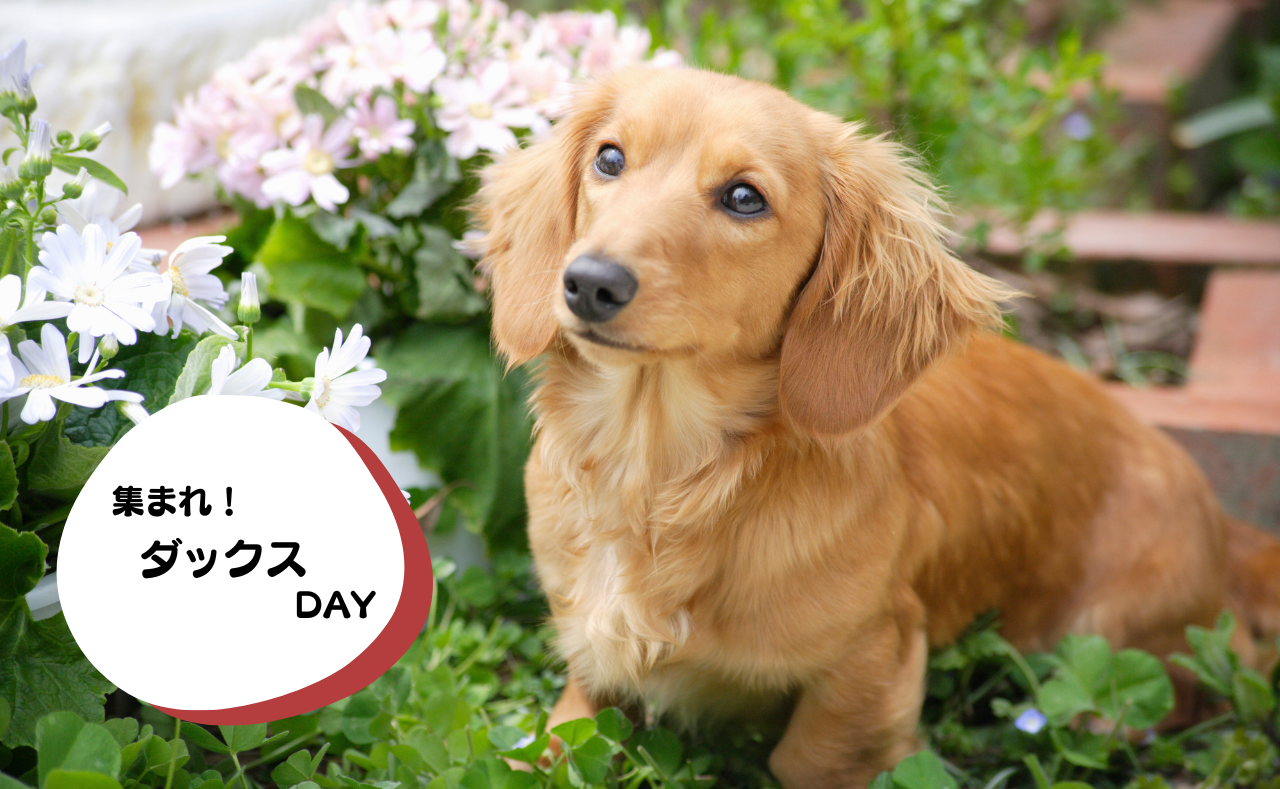 ルーシーリゾートイベント画像