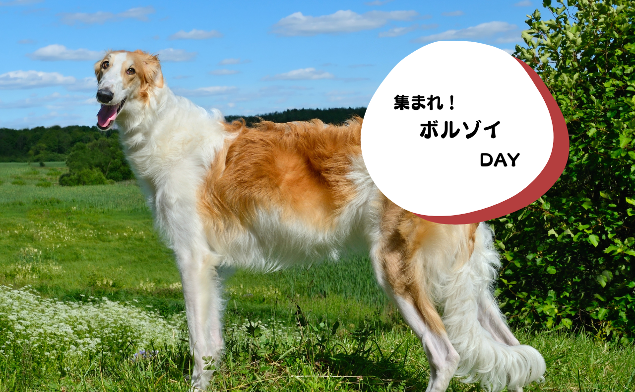 ルーシーリゾートイベント画像