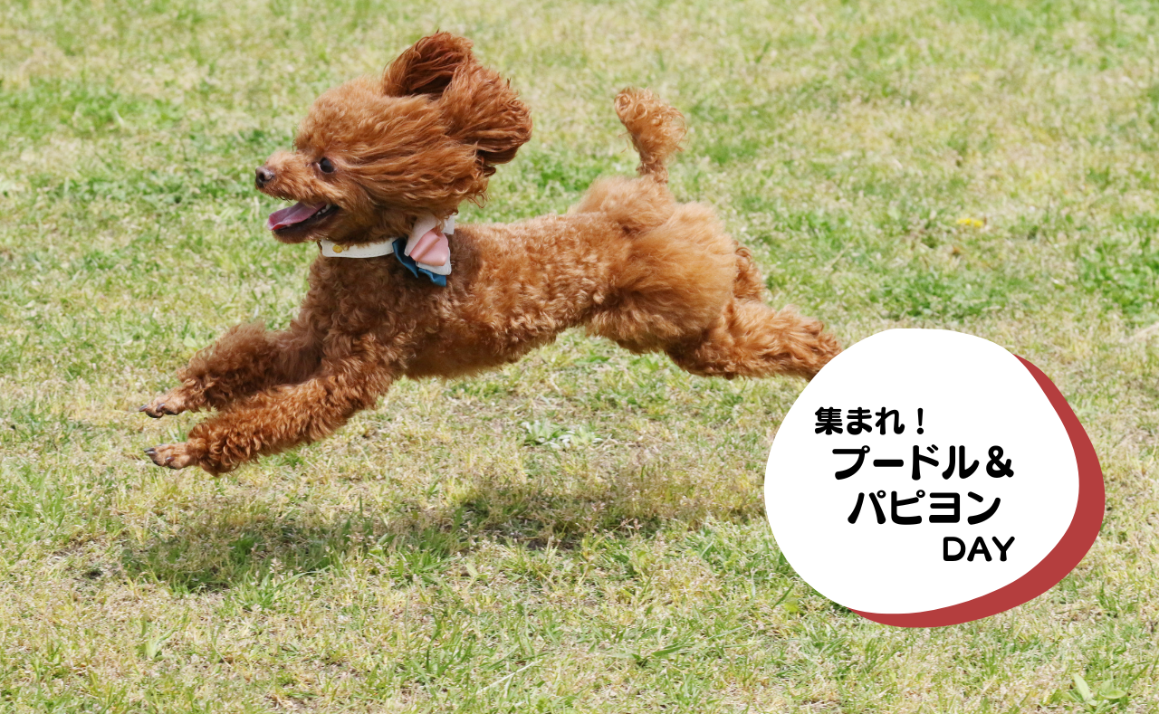 ルーシーリゾートイベント画像