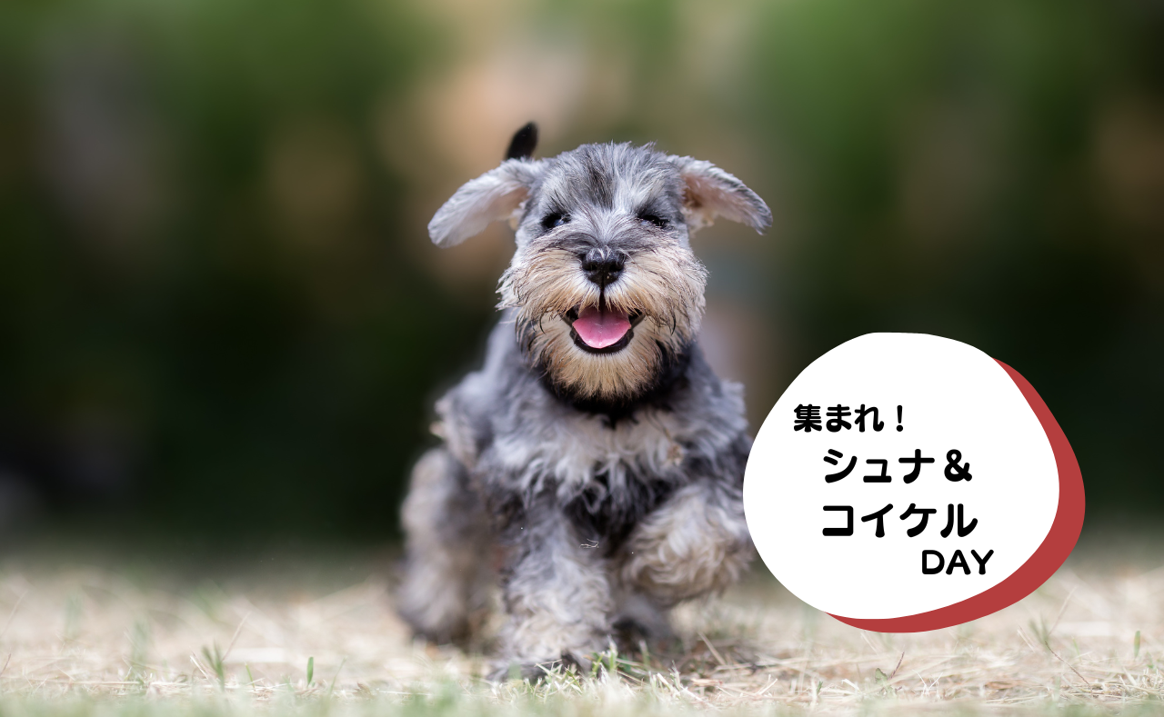 ルーシーリゾートイベント画像